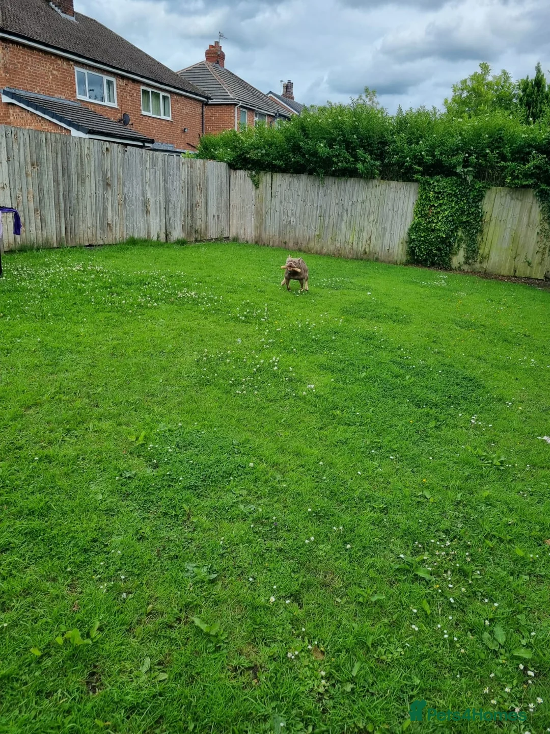 Mixed Breed dogs for sale: Blu the FRULLY - Advert 11