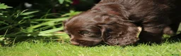 Cocker Spaniel dogs for sale: KC Reg Working Cocker Spaniels  - Advert 15