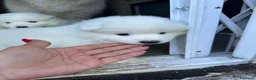 Samoyed dogs for sale:     Adorable Samoyed Puppies Looking for 5★ Homes - Advert 37