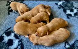 Labrador Retriever dogs for sale: ⭐️ ⭐️⭐️⭐️⭐️  FOX RED KC VET CHECKED, FIRST VAC - Image 6