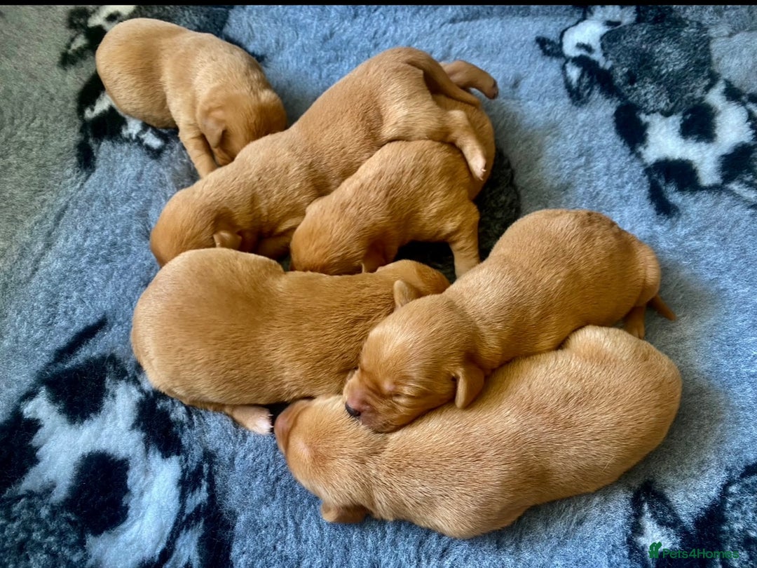 Labrador Retriever dogs for sale: ⭐️ ⭐️⭐️⭐️⭐️  FOX RED KC VET CHECKED, FIRST VAC - Image 6