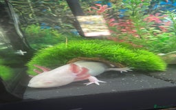 Axolotl reptiles for sale: 2 male Axolotls with full set up  - Image 2