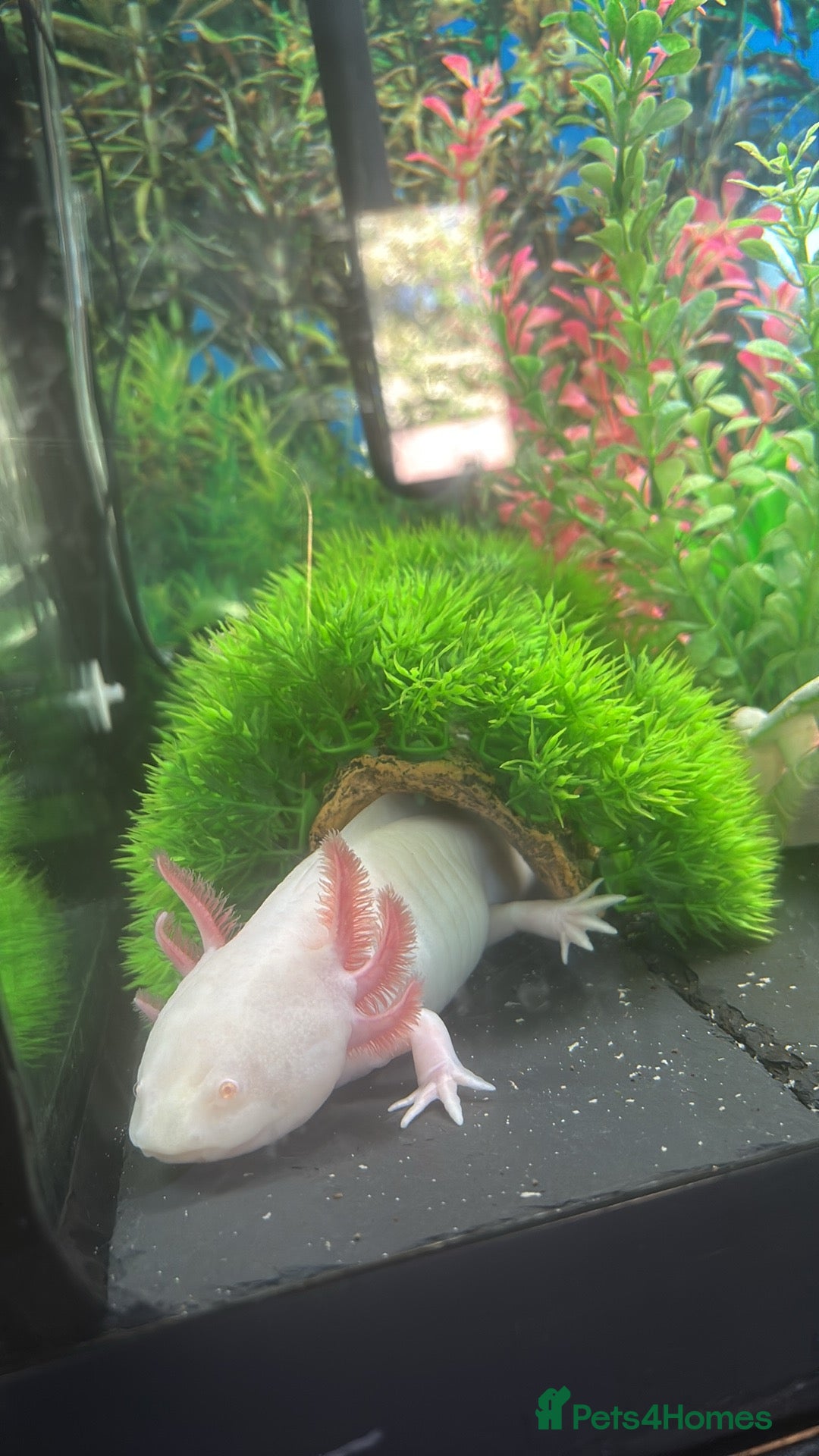 Axolotl reptiles for sale: 2 male Axolotls with full set up  - Image 2