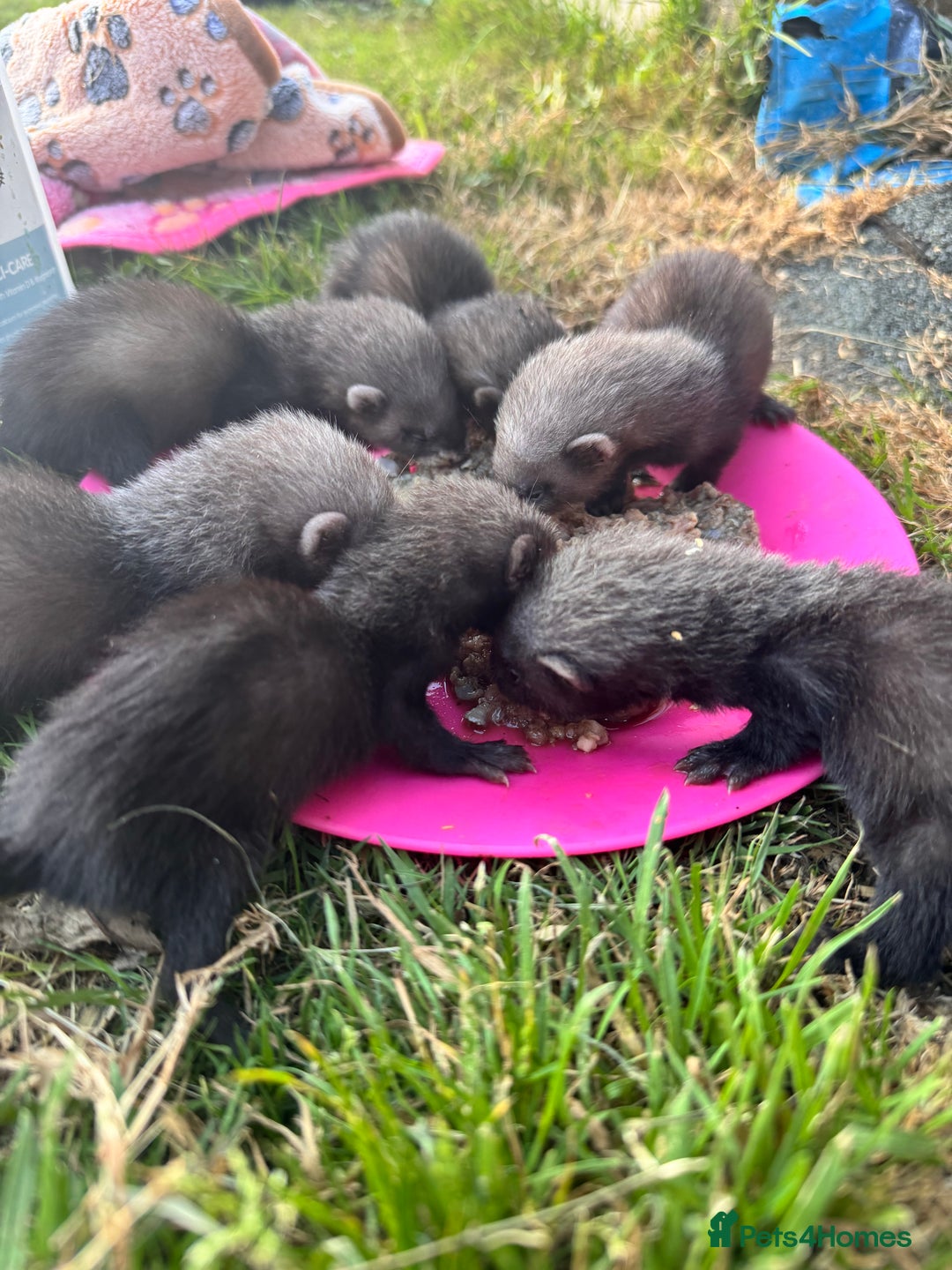 Ferret rodents for sale: Beautiful black ferret kits  - Image 2