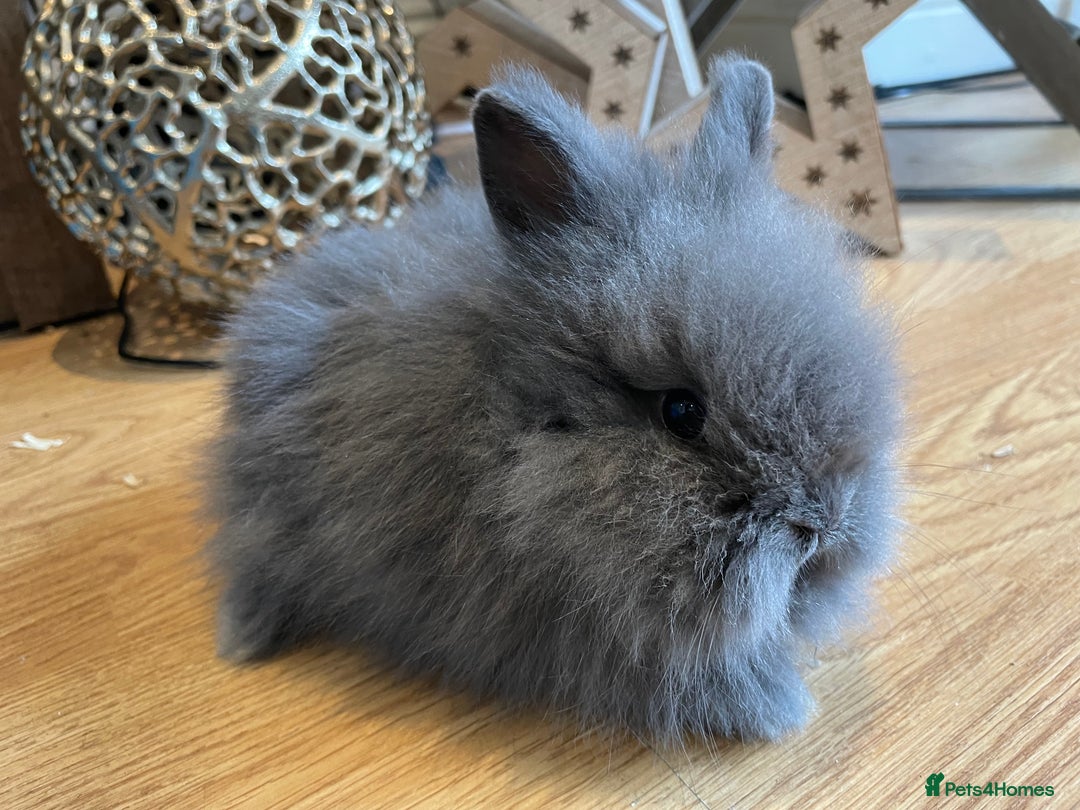 Lionhead rabbits for sale: 2 double mane lion heads  for sale  - Image 14