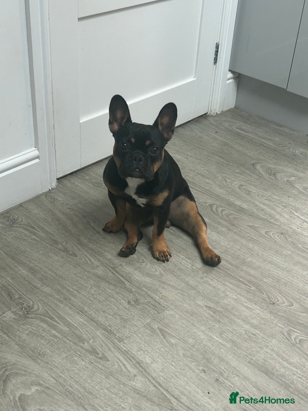 French Bulldog dogs for stud: French bulldog for stud 🐾 - Image 3