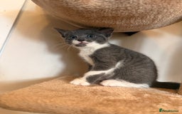 Russian Blue cats for sale: Russian Blue x Beautiful kittens  - Image 5