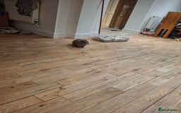 Mixed Breed rabbits for sale: Very sweet rex x mini lop babies  - Advert 1