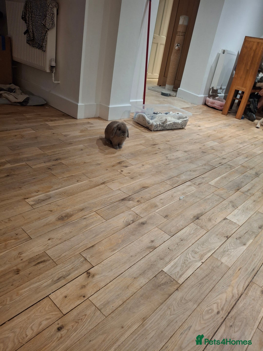 Mixed Breed rabbits for sale: Very sweet rex x mini lop babies  - Advert 1