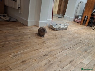 Mixed Breed rabbits Very sweet rex x mini lop babies - Advert 5