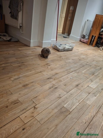 Mixed Breed rabbits Very sweet rex x mini lop babies - Advert 1