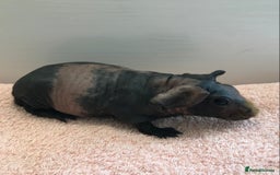 Guinea Pig rodents for sale: Skinny Boar - Werewolf Sow - Sow & Daughter Tweed  - Image 3