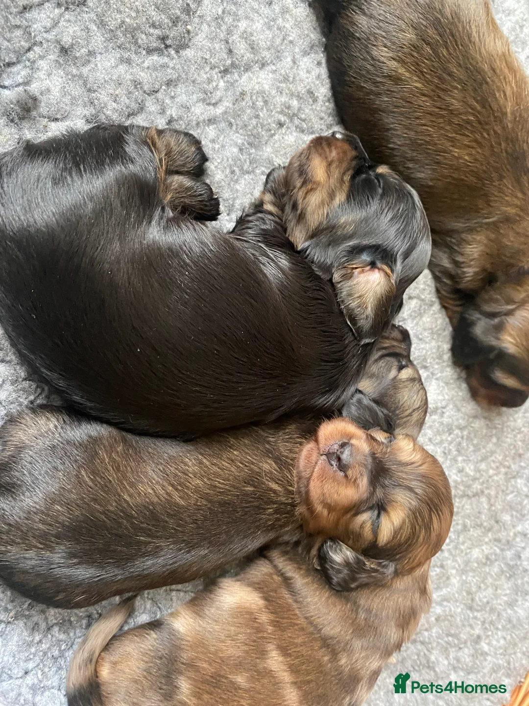 Miniature Dachshund dogs for sale: Adorable playful puppies - Advert 16