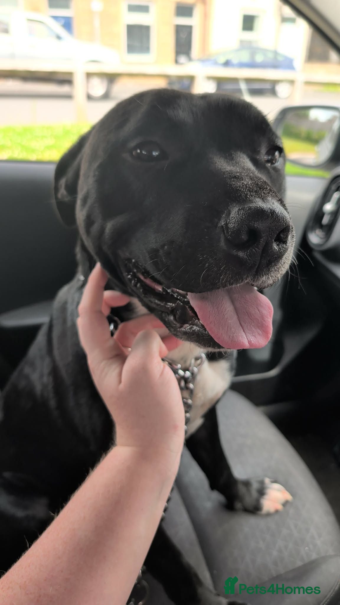 Staffordshire Bull Terrier dogs 2 Year old Bam  - Advert 6