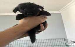 Mixed Breed dogs for sale: German Shepherd x Collie Mix Puppies for sale - Image 5
