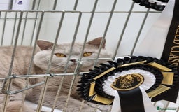 British Shorthair cats for sale: British Shorthair big boy  - Image 6