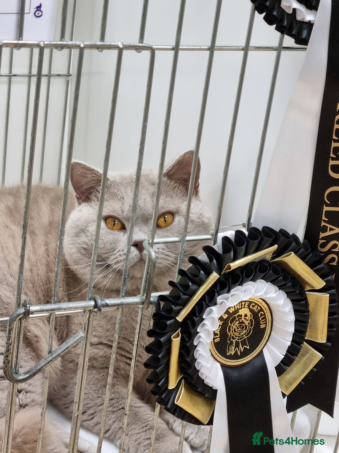 British Shorthair cats for sale: British Shorthair big boy  - Image 6