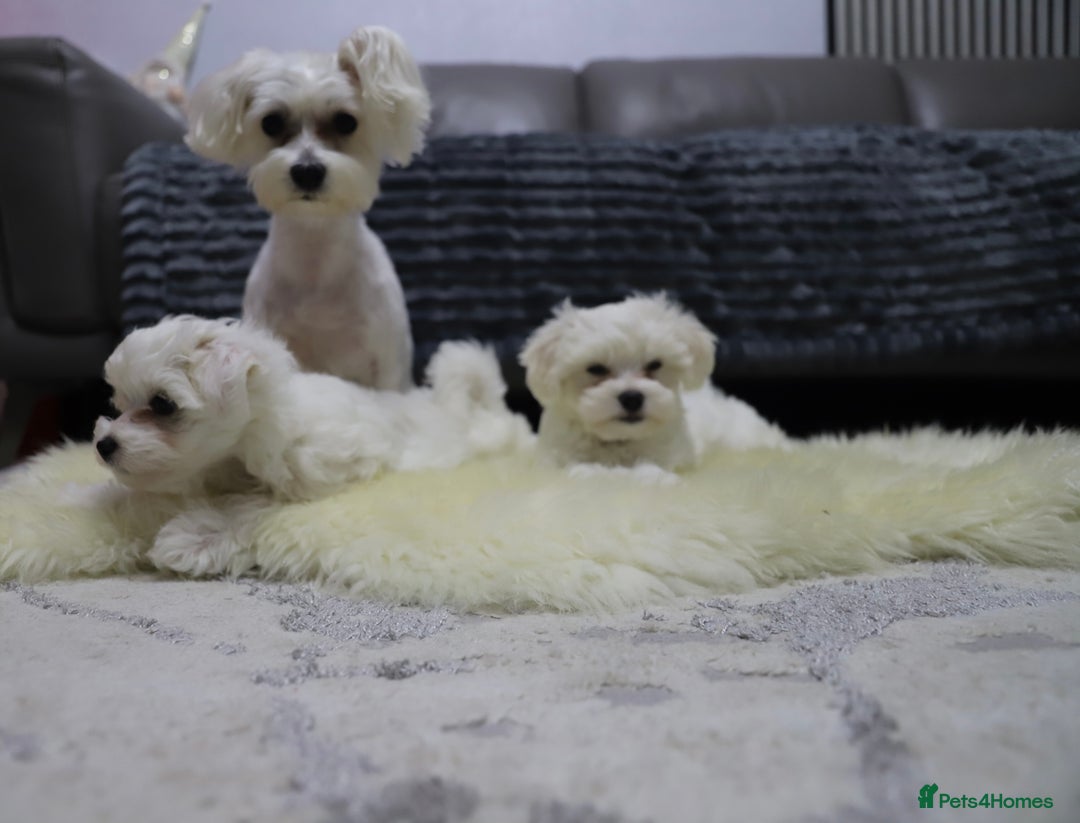 Maltese dogs for sale: Gorgeous Maltese puppies - Advert 5