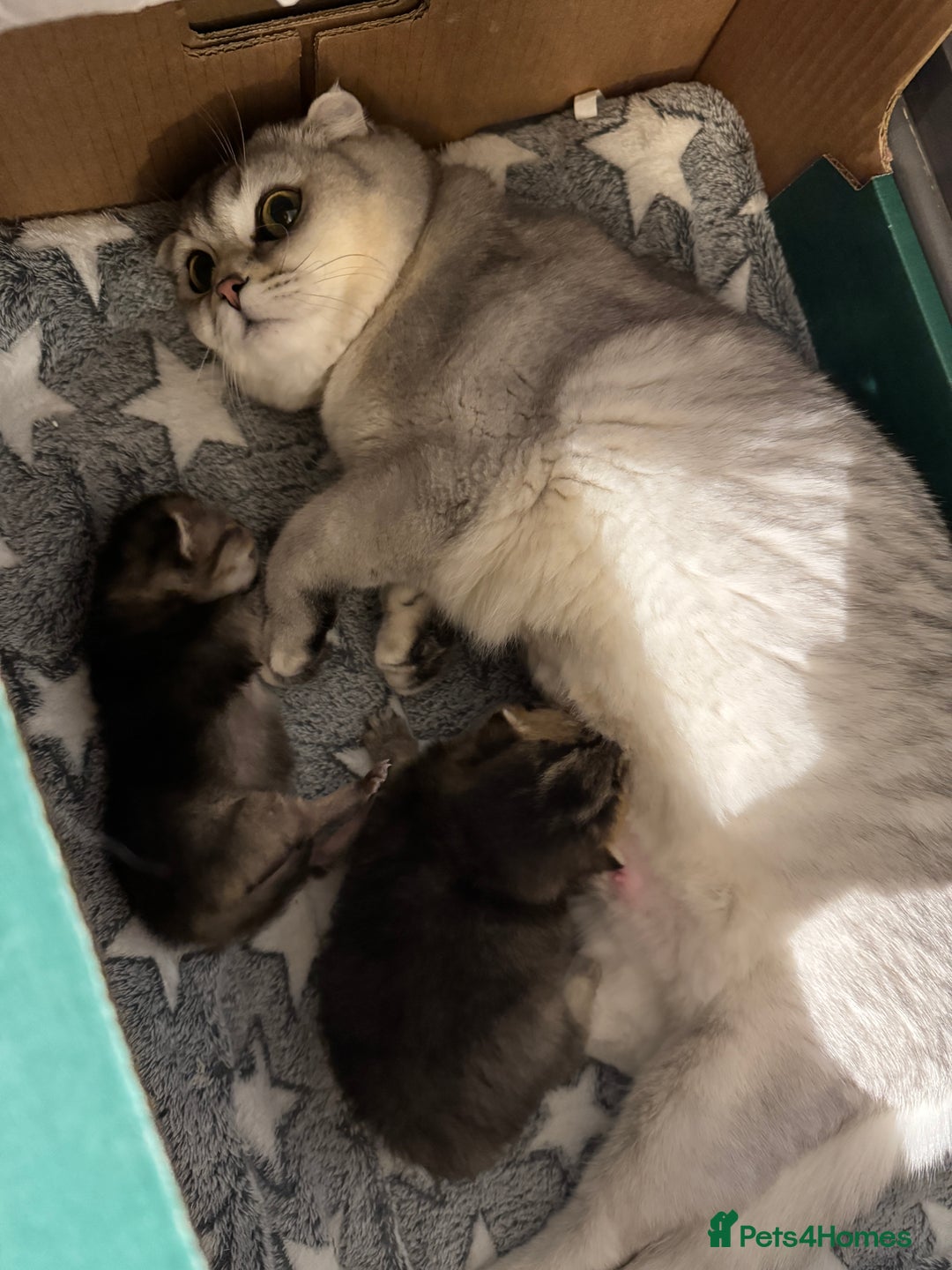 Scottish Fold cats for sale: 2 Stunning Scottish Fold Litters Available - Advert 11