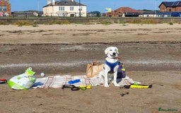 Mixed Breed dogs for adoption: Rescue boy Walter is looking for his second chance - Image 3