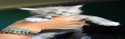 Maine Coon cats for sale: Maine Coons with Tests, Papers, Vet Checks & Vacc. - Advert 9