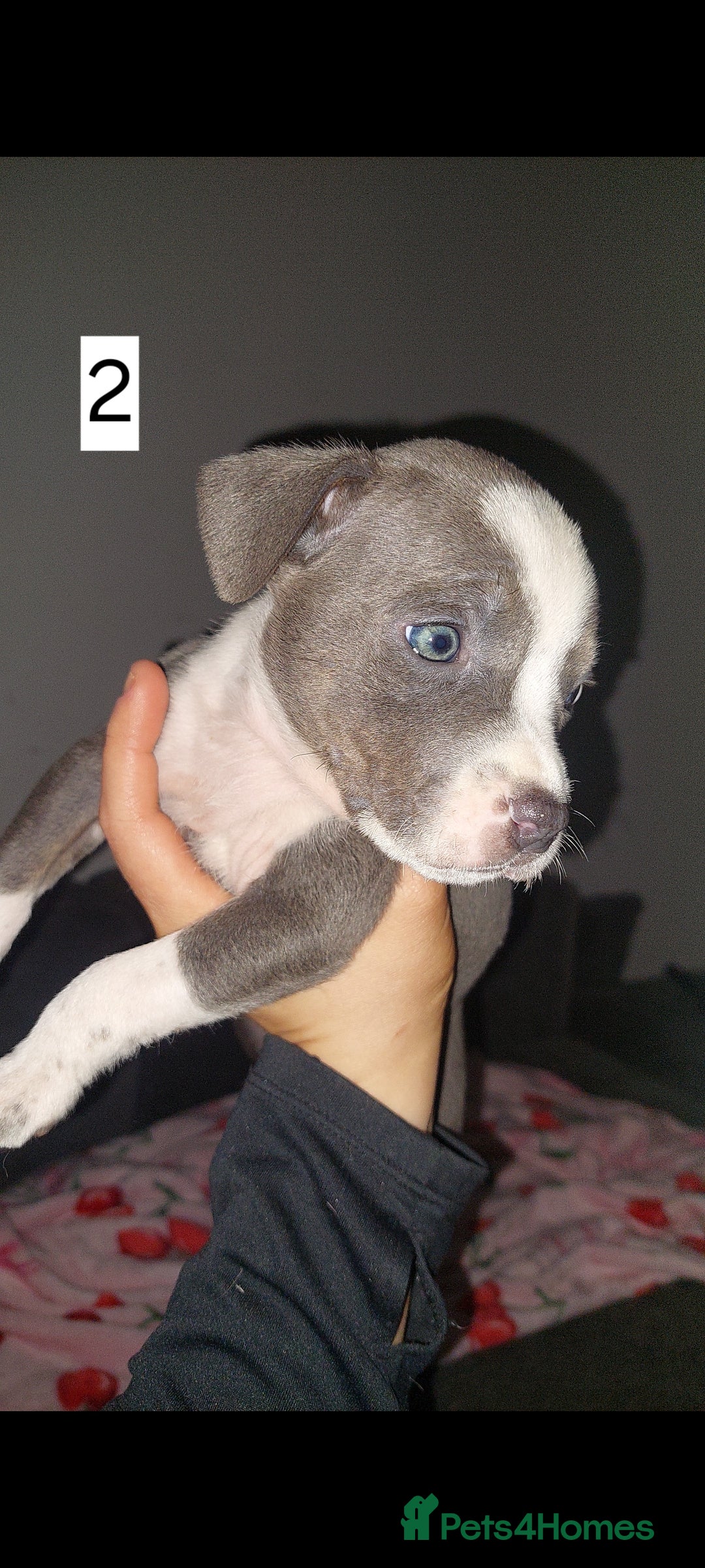 Mixed Breed dogs Staff pocket cross 4 boys 2 girls - Advert 10