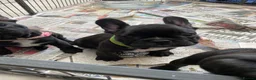 French Bulldog dogs for sale: Quality puppies reared by experienced breeders. - Advert 8