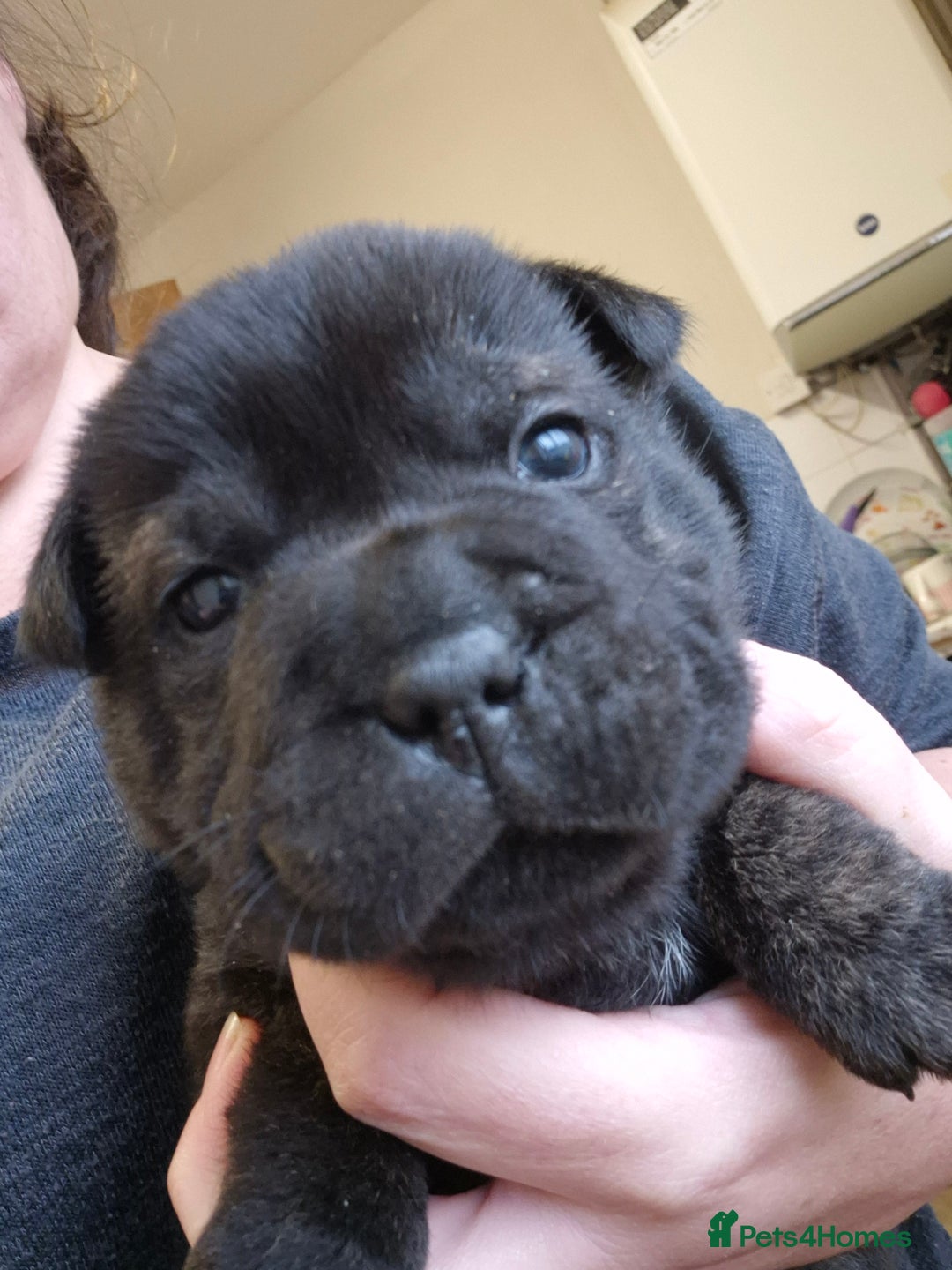 Mixed Breed dogs for sale: Tiny little happy accidents  - Advert 2