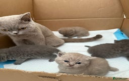 British Shorthair cats for sale: 4 adorable British Shorthair kittens - Advert 5