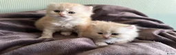 British Shorthair cats for sale: Beautiful British Longhair Boys! in Slough - Advert 7