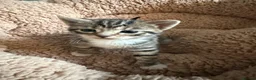 Mixed Breed cats for sale: Tabby kittens - Advert 7