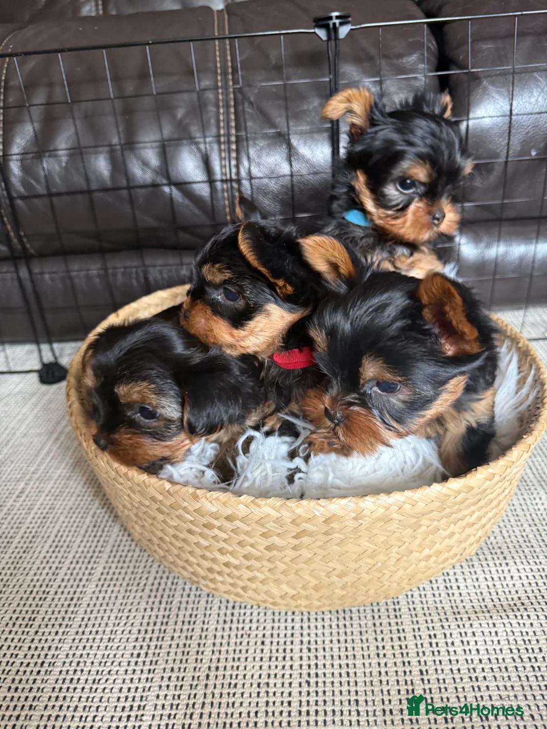 Yorkshire Terrier dogs for sale: 🐾 Adorable Yorkshire Terrier Puppies for Sale 🐾 in Brough - Advert 1
