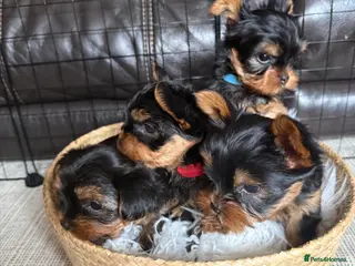 Yorkshire Terrier dogs 🐾 Adorable Yorkshire Terrier Puppies for Sale 🐾 - Advert 2