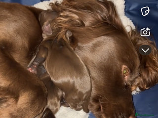 Cocker Spaniel dogs - Advert 1