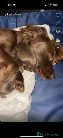 Cocker Spaniel dogs - Advert 1