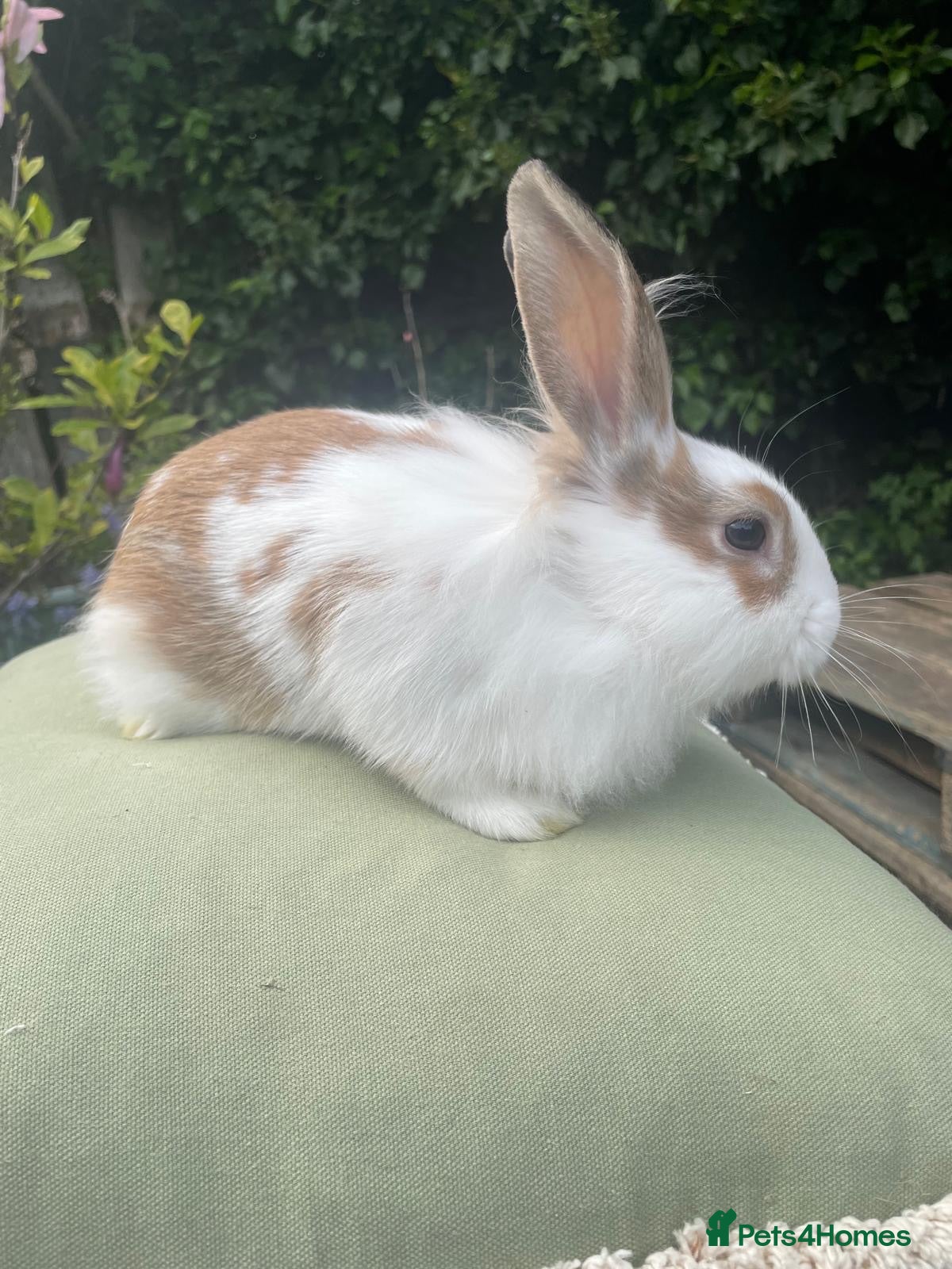Lionhead rabbits Dwarf lion head  - Advert 2