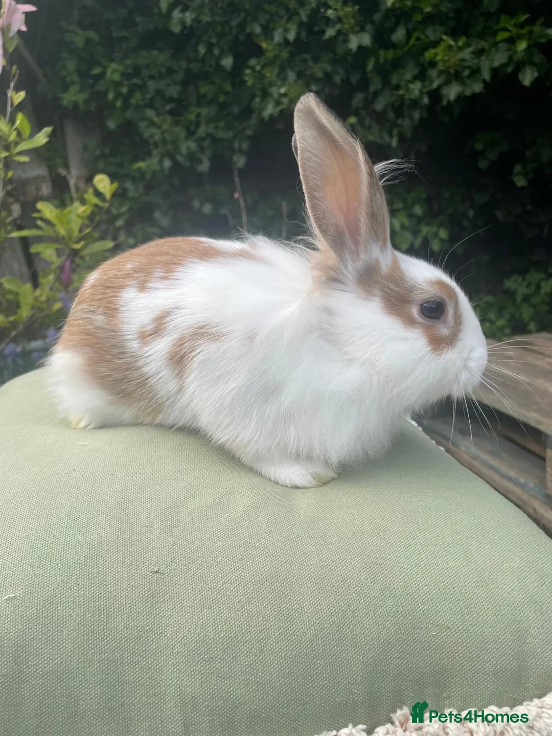 Lionhead rabbits for sale: Dwarf lion head  - Advert 1