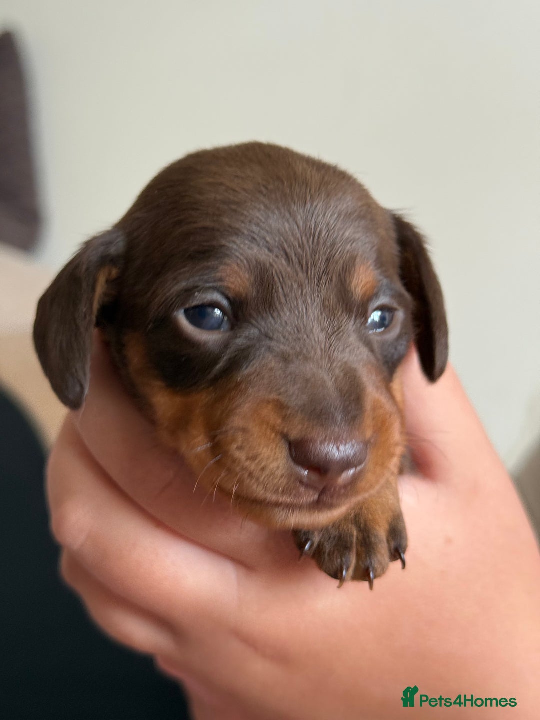 Miniature Dachshund dogs for sale: KC Miniature Dachshund puppies - Image 5