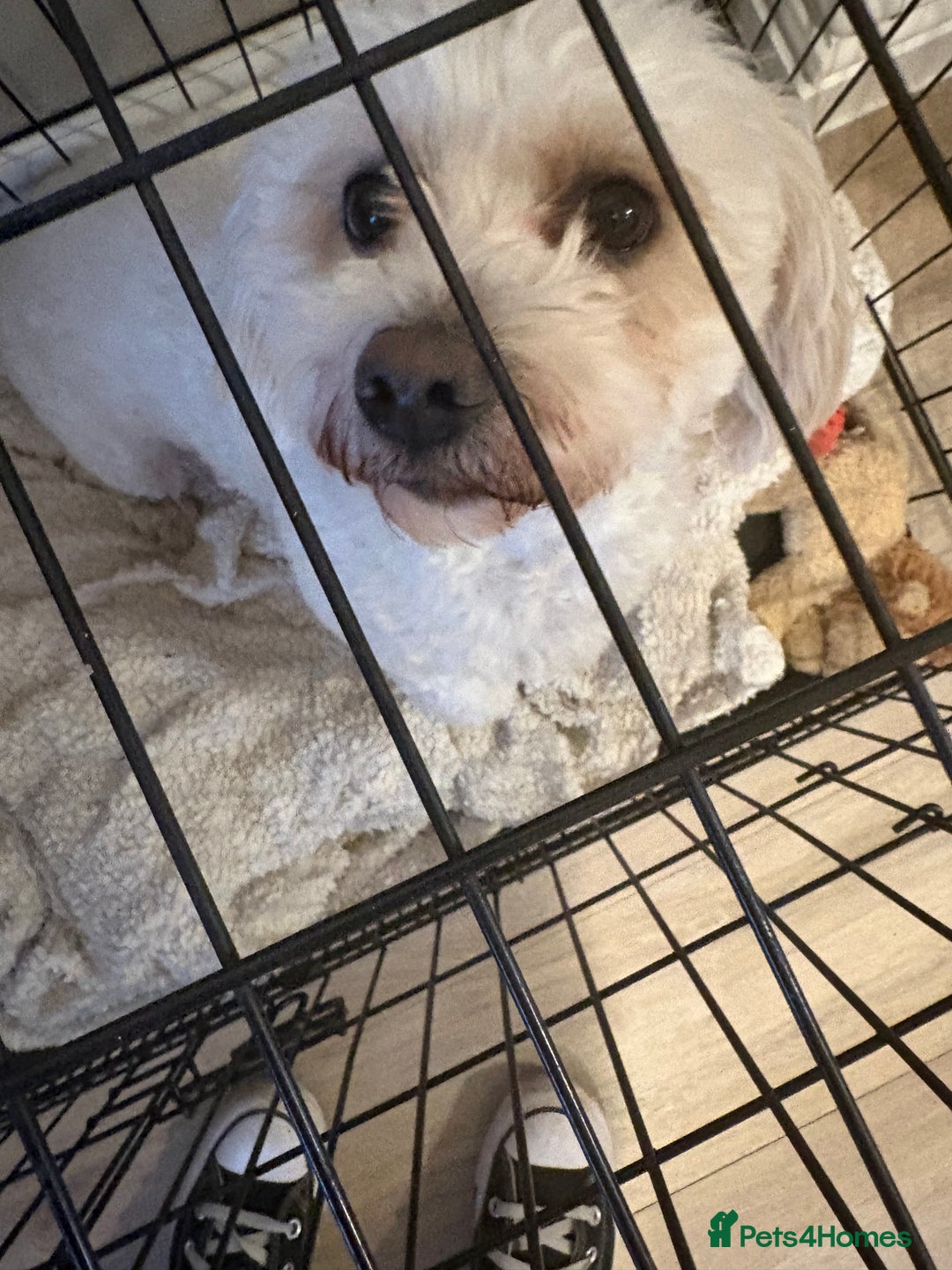 Bichon Frise dogs for sale: Sadie 3 years old  - Advert 2