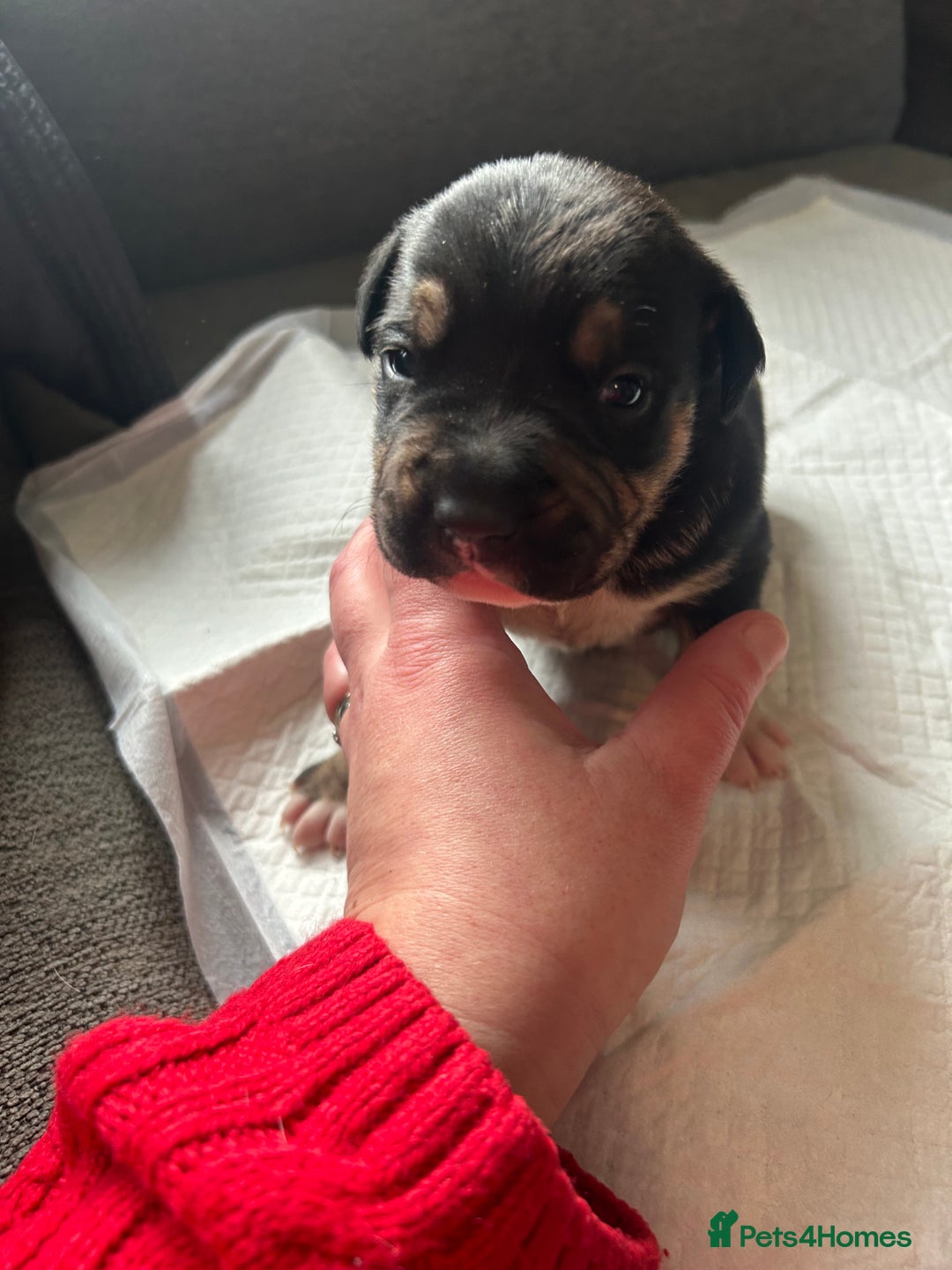 Mixed Breed dogs for sale: 🐾 11 Adorable Puppies From an Accidental Litter - Advert 7