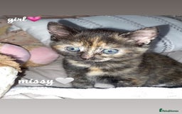 Mixed Breed cats for sale: 4 gorgeous kittens - Image 4
