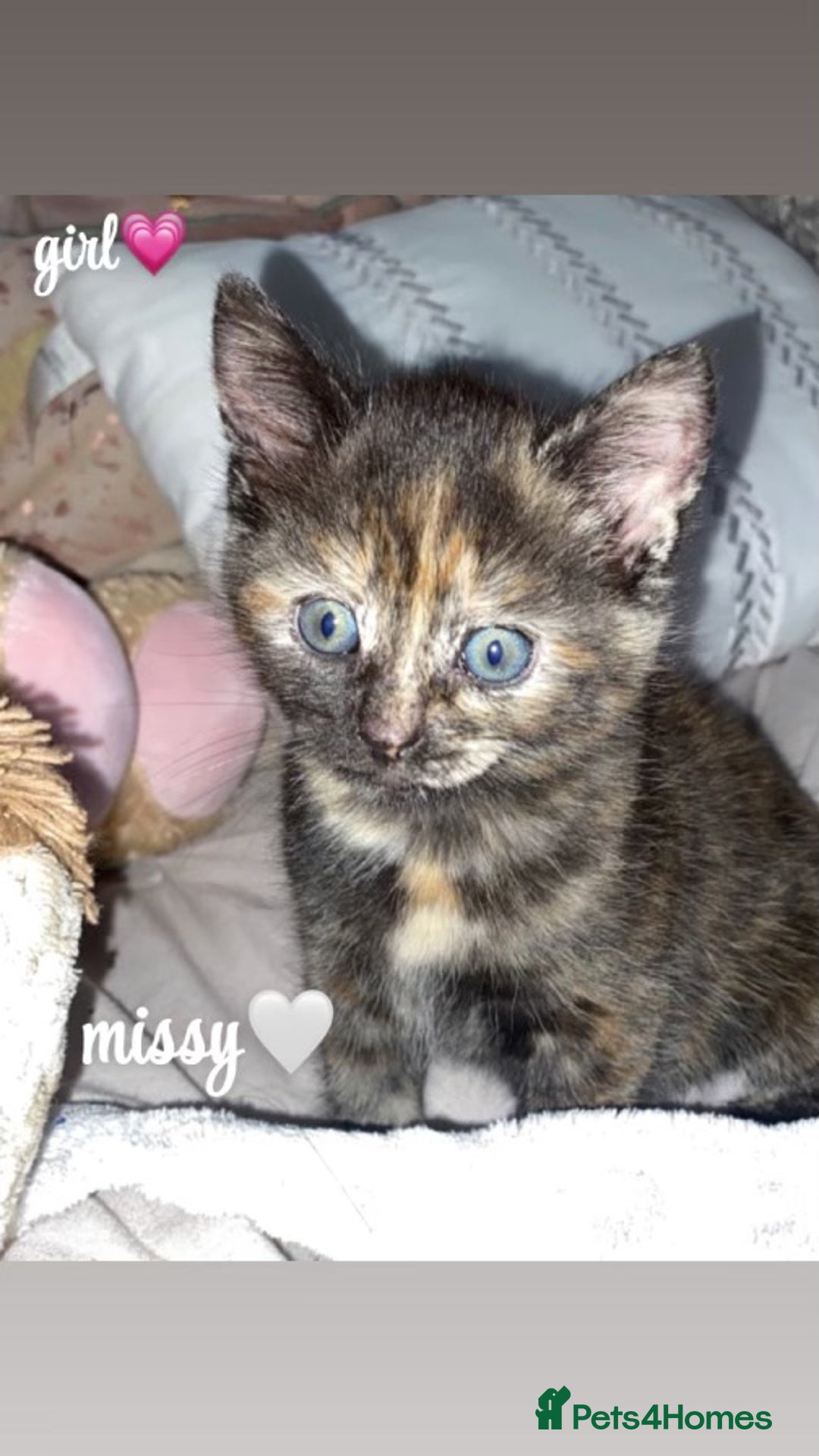 Mixed Breed cats for sale: 4 gorgeous kittens - Image 4