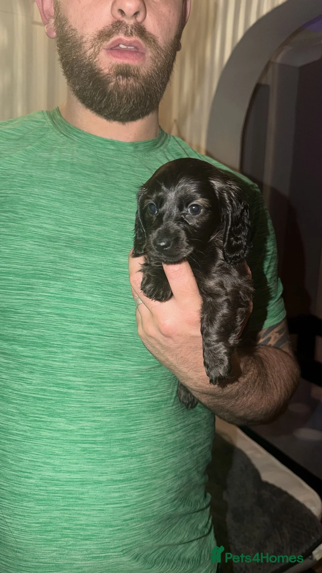 Dachshund dogs for sale: Dachshund puppys - Advert 2