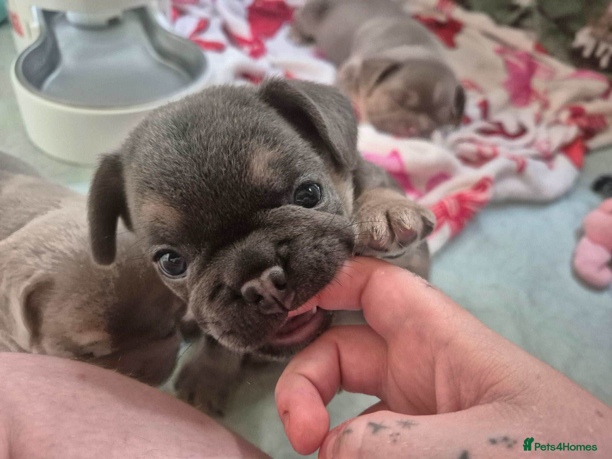 French Bulldog dogs Last frenchie boy - Advert 2