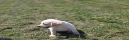 Labrador Retriever dogs for sale: Gorgeous mixed litter of golden Labrador puppies  - Advert 13