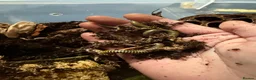 Millipedes invertebrates for sale: Bumblebee millipedes for sale  - Advert 2