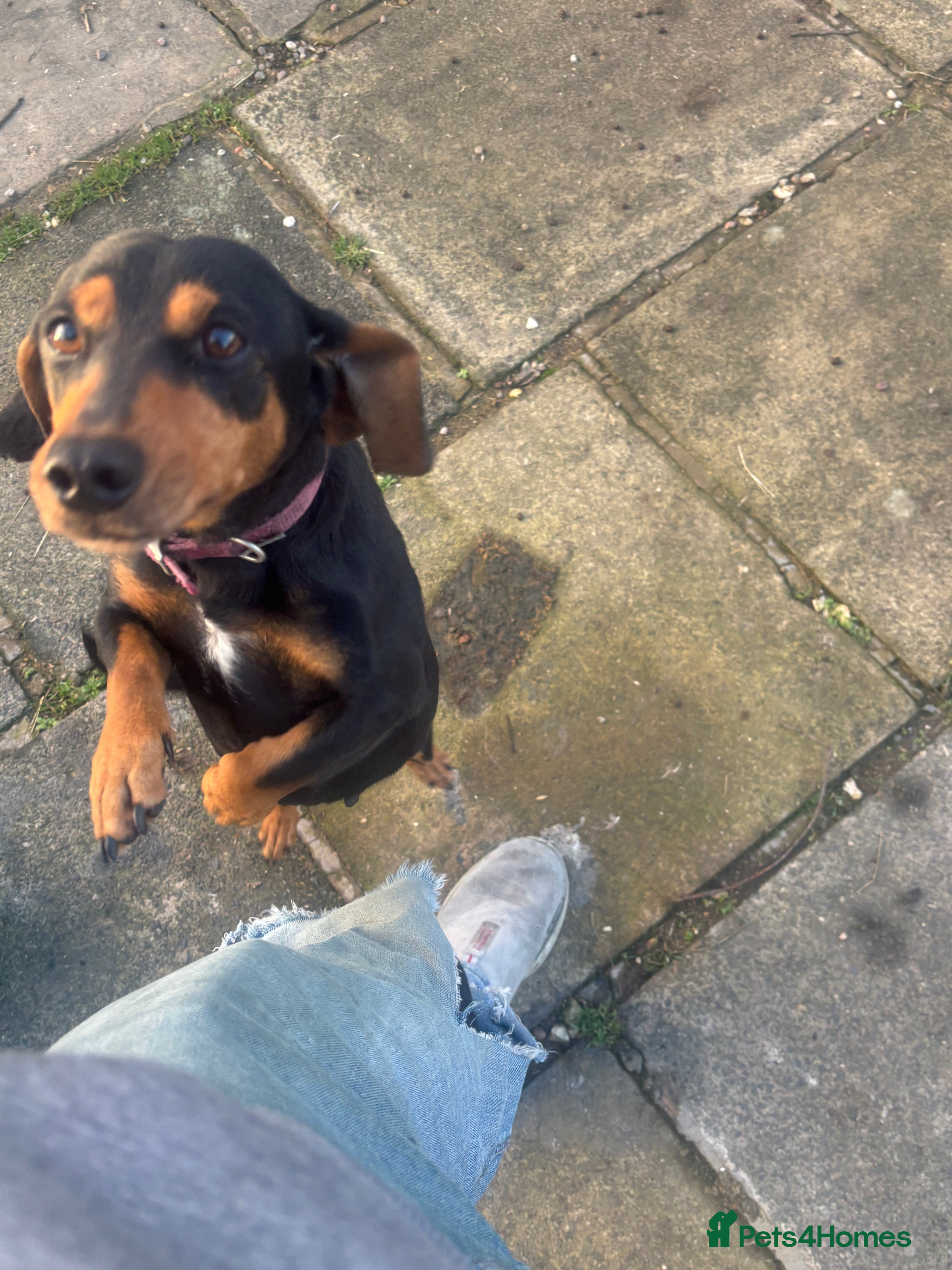 Dachshund dogs Amazing loving dachshund  - Advert 16