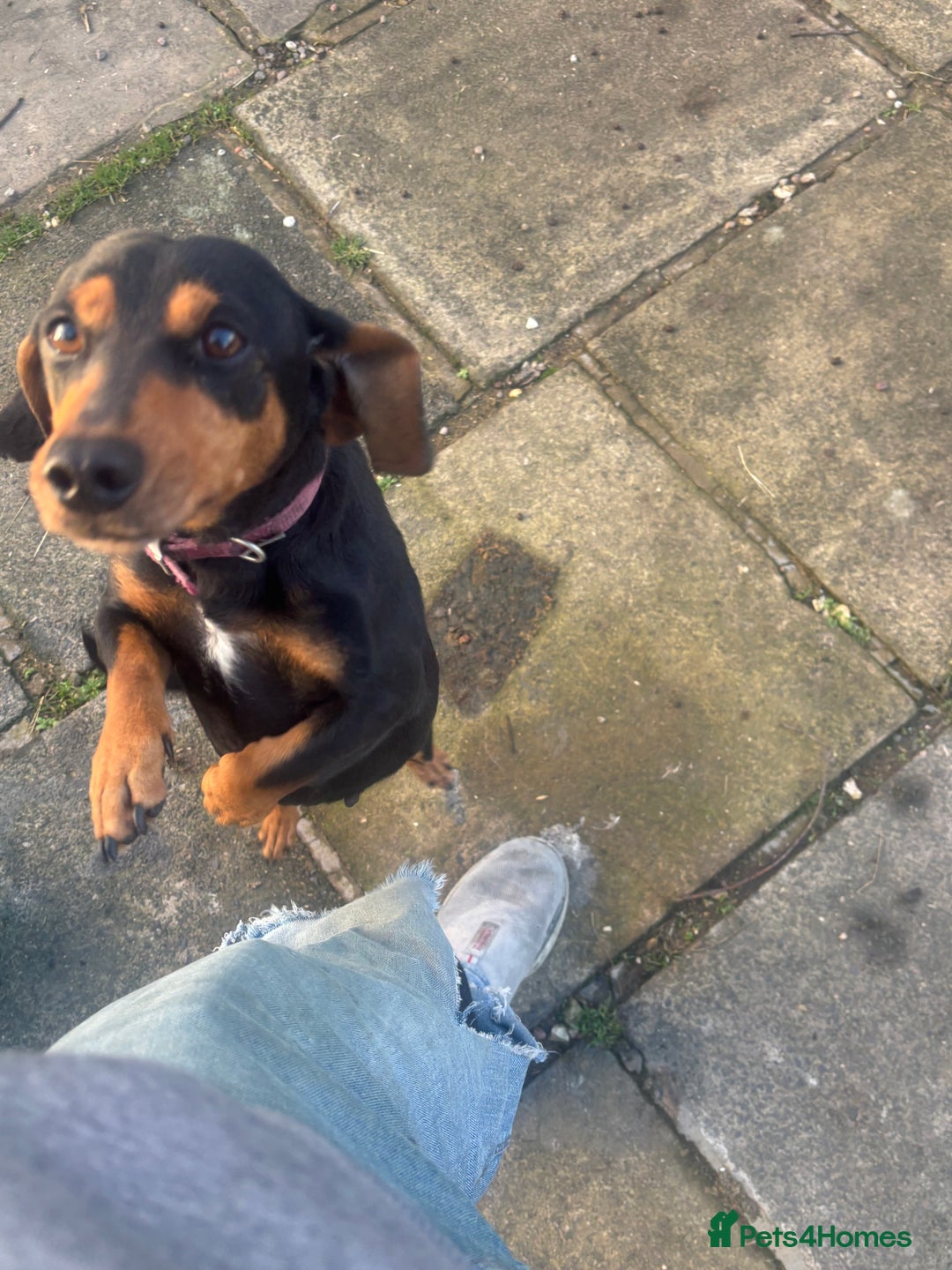 Dachshund dogs for sale: Amazing loving dachshund  - Advert 1