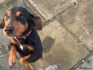 Dachshund dogs Amazing loving dachshund - Advert 2