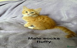 Mixed Breed cats for sale: Beautiful, friendly gingers! - Image 2